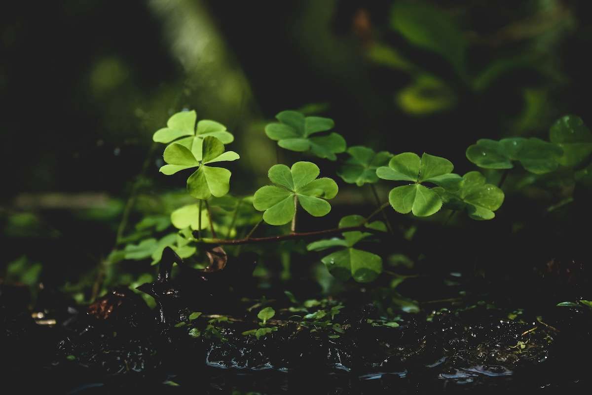 Pexels Clover 1441460